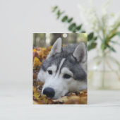 Siberian Husky Briefkaart (Staand voorkant)