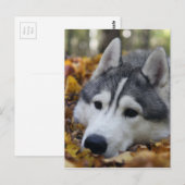 Siberian Husky Briefkaart (Voorkant / Achterkant)