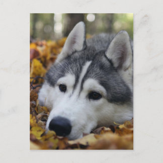 Siberian Husky Briefkaart