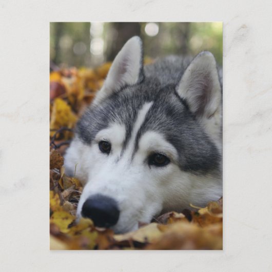 Siberian Husky Briefkaart (Voorkant)