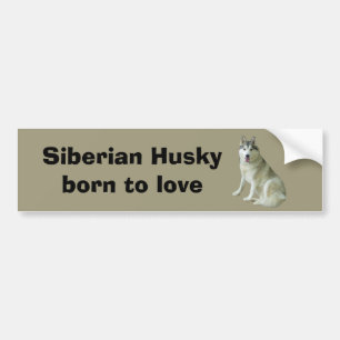 Siberian Husky Bumpersticker