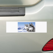 Siberian Husky Bumpersticker (Op auto)