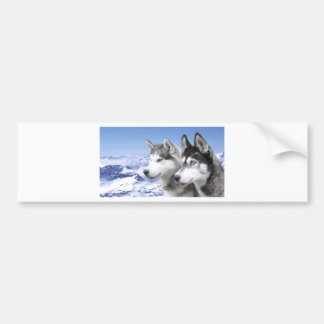 Siberian Husky Bumpersticker