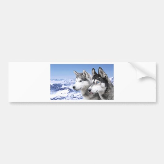 Siberian Husky Bumpersticker (Voorkant)