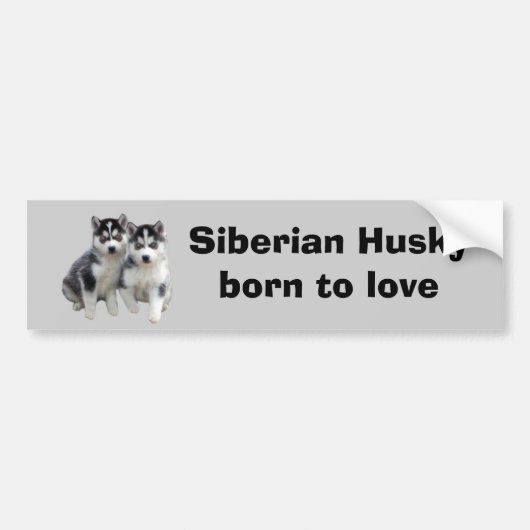 Siberian Husky Bumpersticker (Voorkant)