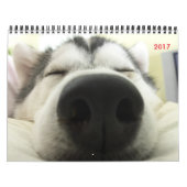 Siberian Husky Calendar Kalender (Hoes)