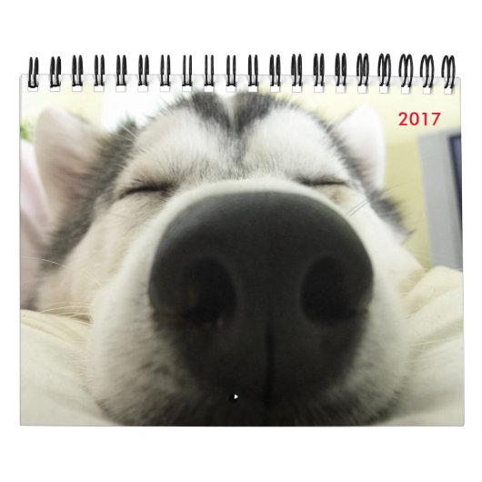 Siberian Husky Calendar Kalender (Hoes)