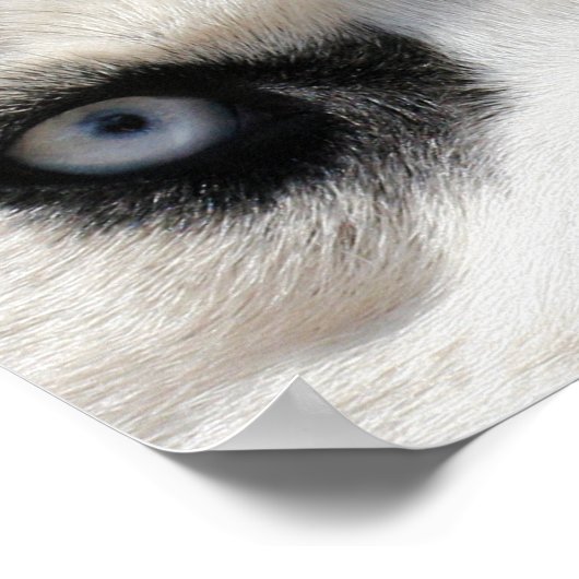 Siberian Husky Demon 3 Poster (Hoek)