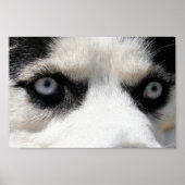 Siberian Husky Demon 3 Poster (Voorkant)