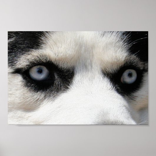 Siberian Husky Demon 3 Poster (Voorkant)