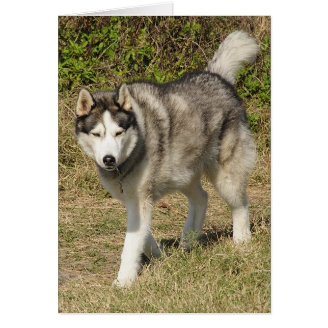 Siberian Husky Dog (Voorkant)