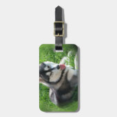 Siberian Husky Dog Bagagelabel (Voorkant verticaal)