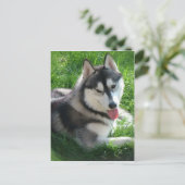 Siberian Husky Dog Briefkaart (Staand voorkant)