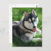 Siberian Husky Dog Briefkaart (Voorkant / Achterkant)