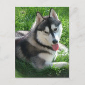 Siberian Husky Dog Briefkaart (Voorkant)