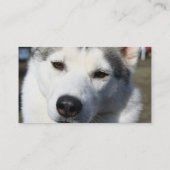Siberian Husky Dog Foto Visitekaartje (Achterkant)
