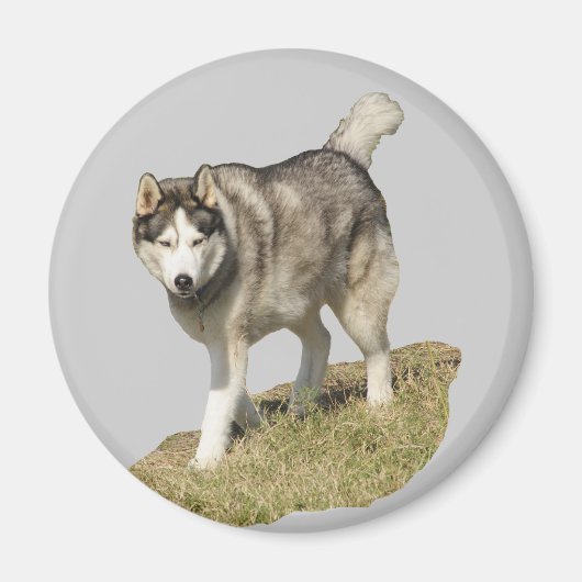 Siberian Husky Dog Magneet (Voorkant)