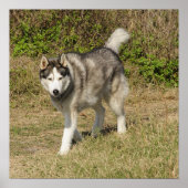 Siberian Husky Dog Poster (Voorkant)