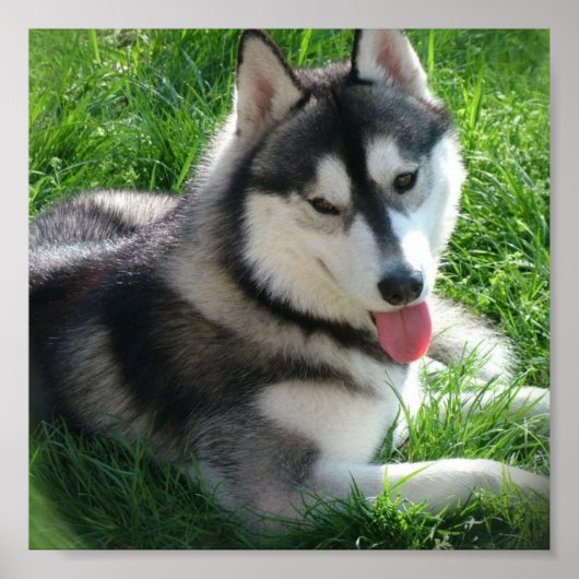 Siberian Husky Dog Print (Voorkant)