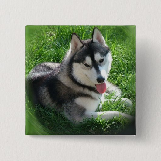 Siberian Husky Dog Square Pin Vierkante Button 5,1 Cm (Voorkant)