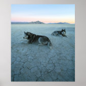 Siberian Husky Dogs, Global Warming Poster (Voorkant)