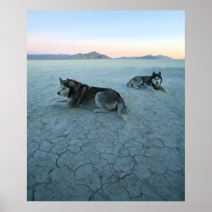 Siberian Husky Dogs, Global Warming Poster