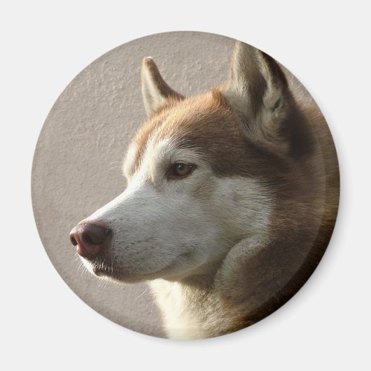 Siberian Husky Dogs Magneet (Voorkant)