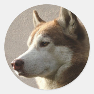 Siberian Husky Dogs Ronde Sticker