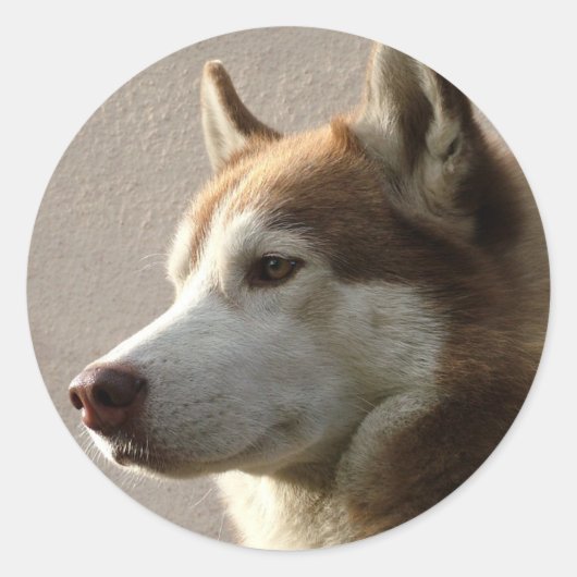 Siberian Husky Dogs Ronde Sticker (Voorkant)