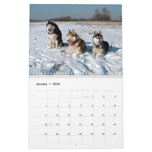 Siberian Husky Dogs Wall Calendar Kalender (Jan 2026)