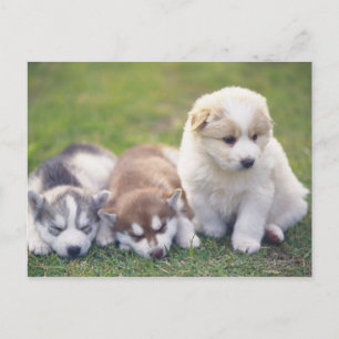 Siberian Husky; een werkend hondenras dat Briefkaart