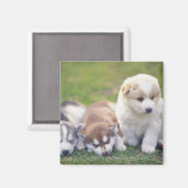 Siberian Husky; een werkend hondenras dat Magneet (Voorkant / Achterkant)