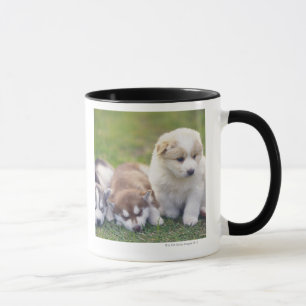 Siberian Husky; Een werkend hondenras dat Mok