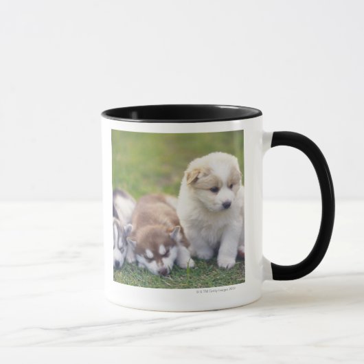 Siberian Husky; Een werkend hondenras dat Mok (Rechts)