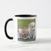 Siberian Husky; Een werkend hondenras dat Mok (Links)