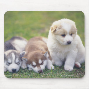 Siberian Husky; een werkend hondenras dat Muismat