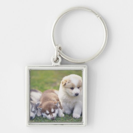 Siberian Husky; Een werkend hondenras dat Sleutelhanger (Voorkant)