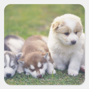 Siberian Husky; een werkend hondenras dat Vierkante Sticker