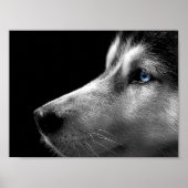 Siberian Husky Face Poster (Voorkant)