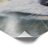 SIBERIAN HUSKY "FAR EYES" FOTO AFDRUK (Hoek)