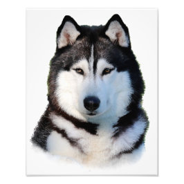 Siberian Husky Foto Afdruk