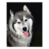 Siberian Husky Foto Afdruk (Voorkant)
