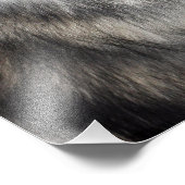 Siberian Husky Foto Afdruk (Hoek)