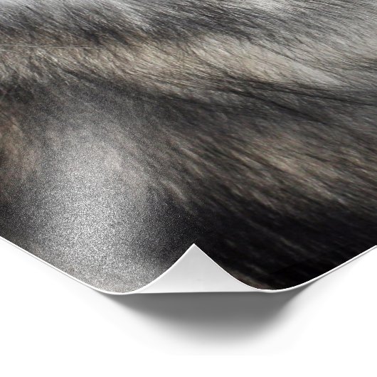 Siberian Husky Foto Afdruk (Hoek)