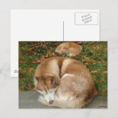 Siberian Husky & German Klein Spitz Pommeren Briefkaart (Voorkant / Achterkant)