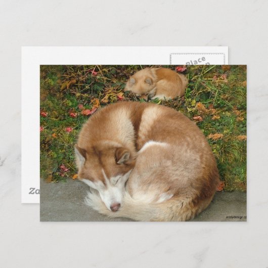 Siberian Husky & German Klein Spitz Pommeren Briefkaart (Voorkant / Achterkant)