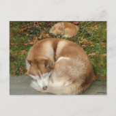 Siberian Husky & German Klein Spitz Pommeren Briefkaart (Voorkant)