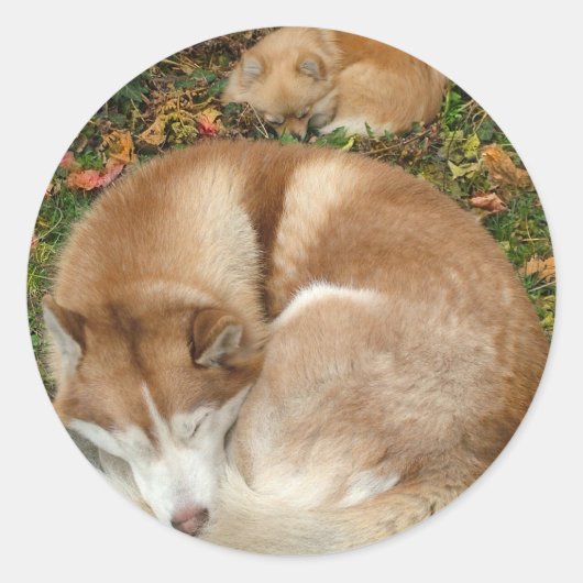 Siberian Husky & German Klein Spitz Pommeren Ronde Sticker (Voorkant)