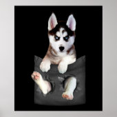 Siberian Husky in Pocket Puppy Poster (Voorkant)