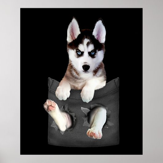 Siberian Husky in Pocket Puppy Poster (Voorkant)